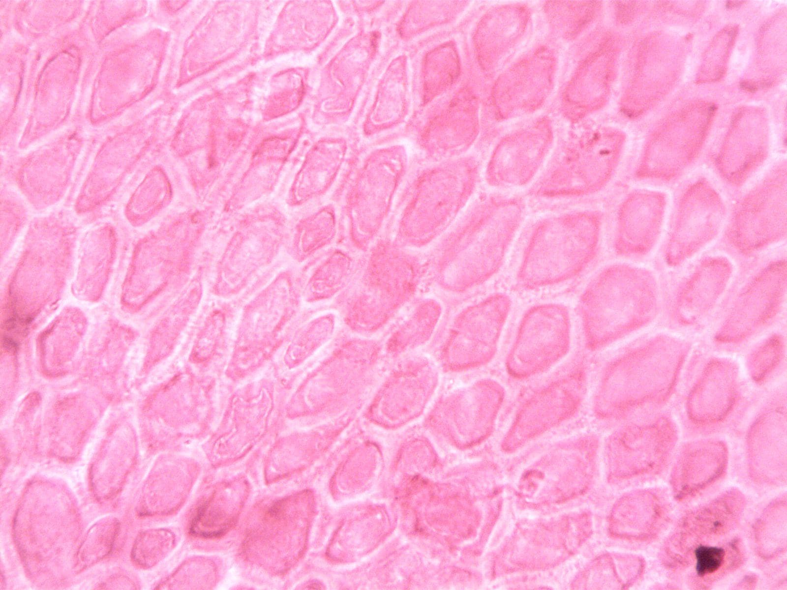 Skin & Tissue Repair Research